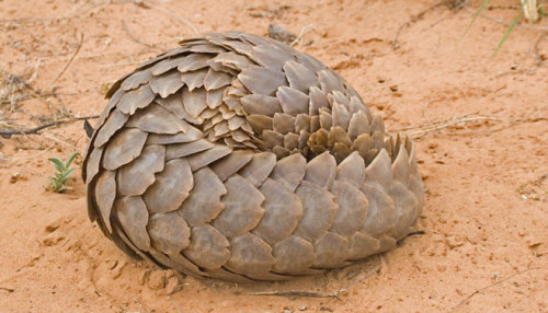 cool-critters:Ground pangolin (Manis temminckii)The ground pangolin is one of four species of pangol