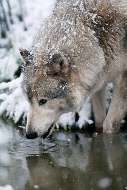 our-amazing-world:  Wolf drinking Amazing