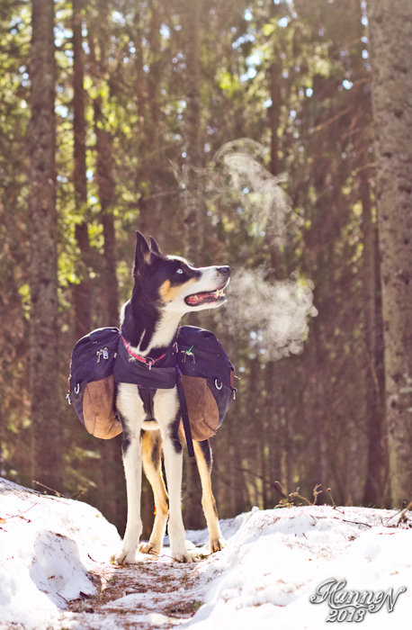 bernesemountaingoat: Mana in the sun by hannord