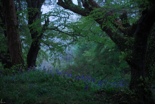 buron: Ancient Path through the Clouds (3) ©buron - May ‘14