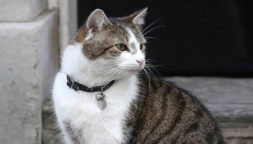 Larry the cat will live on at 10 Downing StreetKeep calm and carry on, everyone.  Britain&r