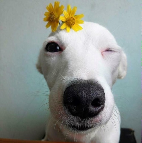 nintendette:  thegardenofeedan:  creationandcosmos:  my heart  Pls this is the best dog photo set I’ve ever seen  🌻🌼🌻🌼 