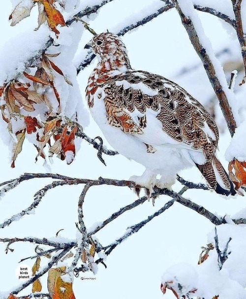 trashzy:  Willow Ptarmigan