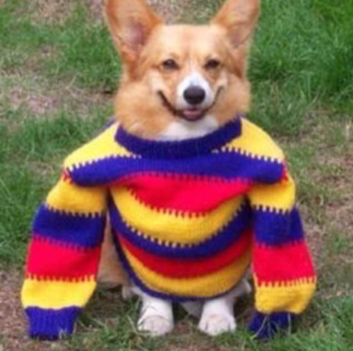 ljza:inspired by sweater corgi today