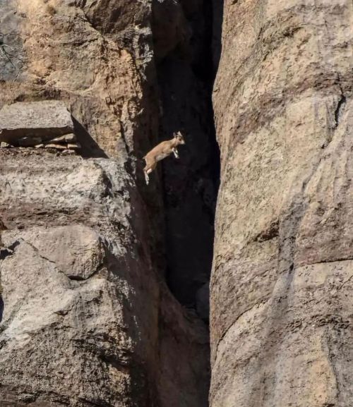 pangeen: Mountain goat jumping over Canyon in Zagrosby Farzad Dehghani