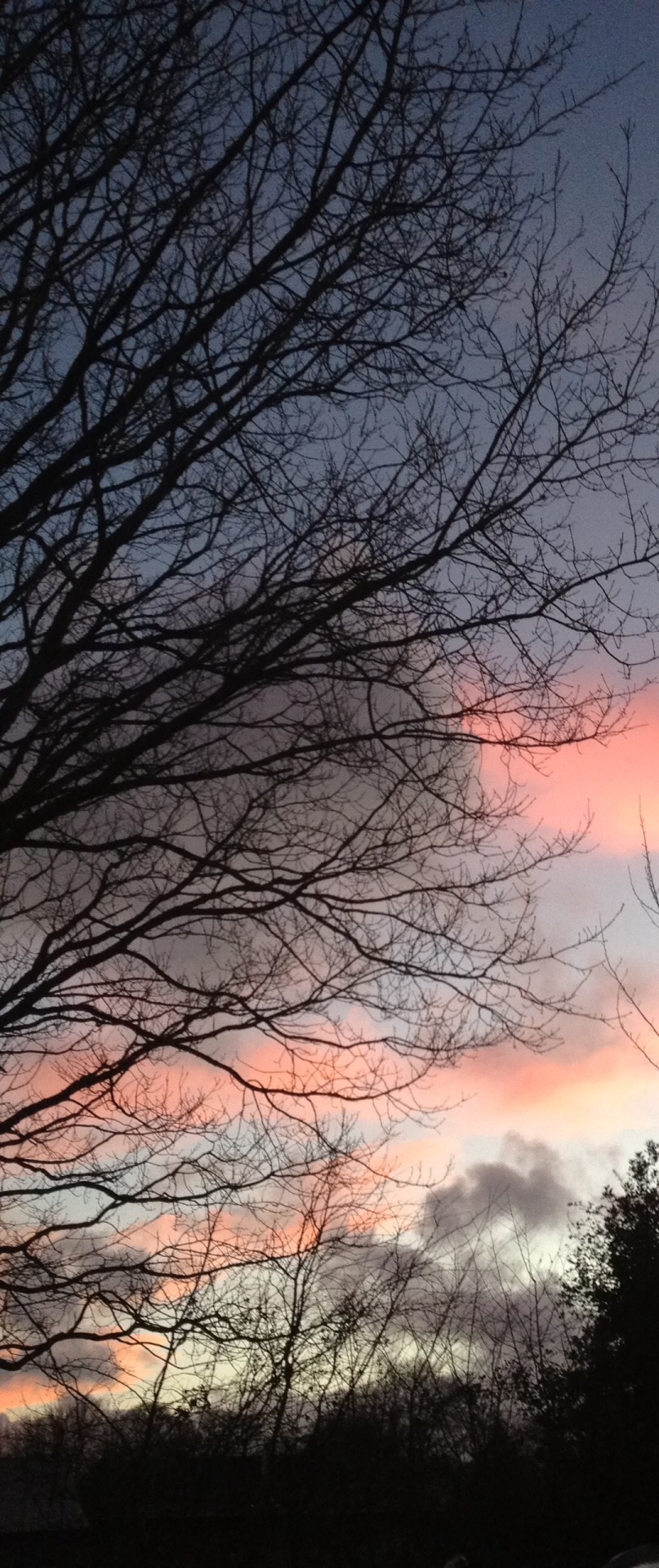 sufferiings:  the sky was pink the other day 