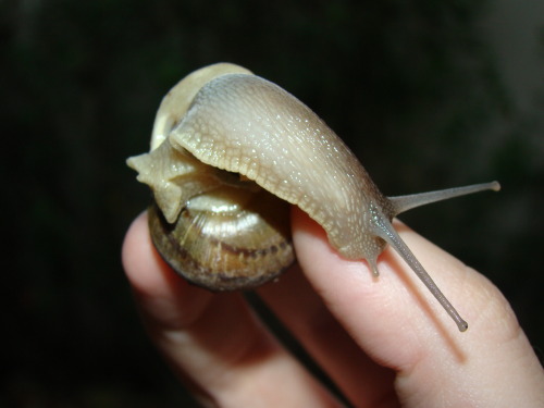 Los caracoles también hacen caca. Estaba super caluroso, pero el bicho se mantenía re frío.