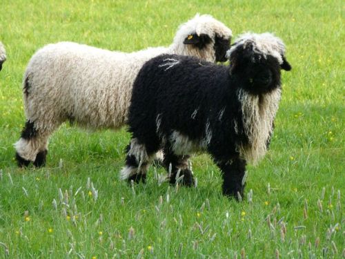The 'Spitti' Valais Blacknose Sheep
