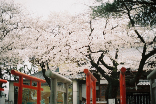 novemberschopin: sakura 2013 (by hiki.)