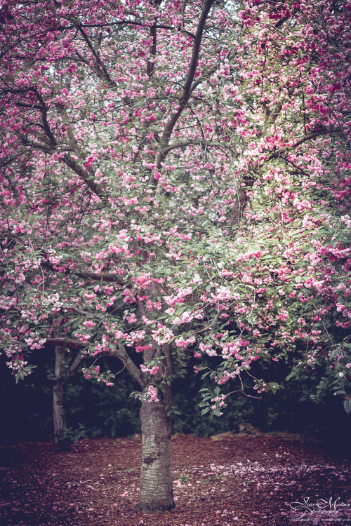 jeneawhat: Underneath the cherry blossoms | Descanso Gardens Series | La Cañada Flintridge, C