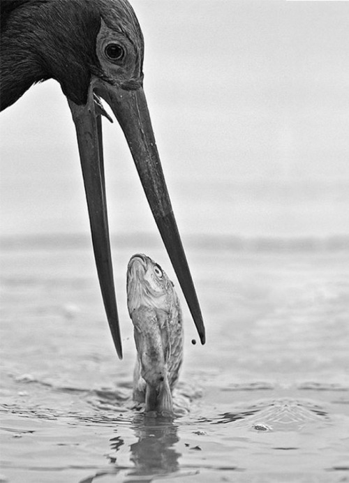 questcequecestqueca.tumblr.com/post/159147687176/