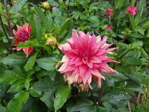 flowersandfutures:More summer solarpunk: adventures in wandering around a local community garden.&nb