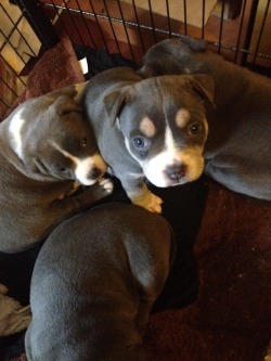 eldiabla:  My uncle’s bullies gave birth to the cutest puppies.Ugh I’m in love.He’s keeping the one looking at the camera.She’s my fave cus it looks like she has little eyebrows. 