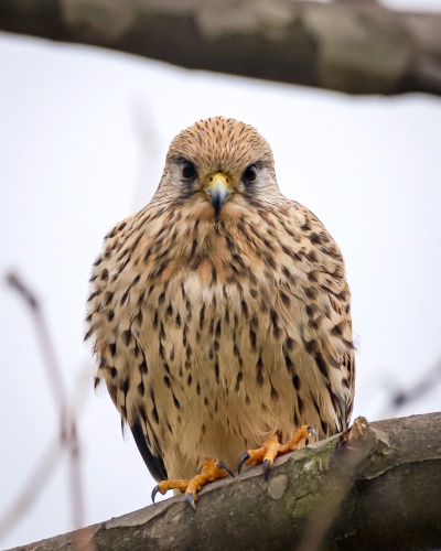 A female Eurasian kestrel, a relatively small brown bird of prey with buff underparts with blackish streaks, looks straight perched on a branch against a white background.
