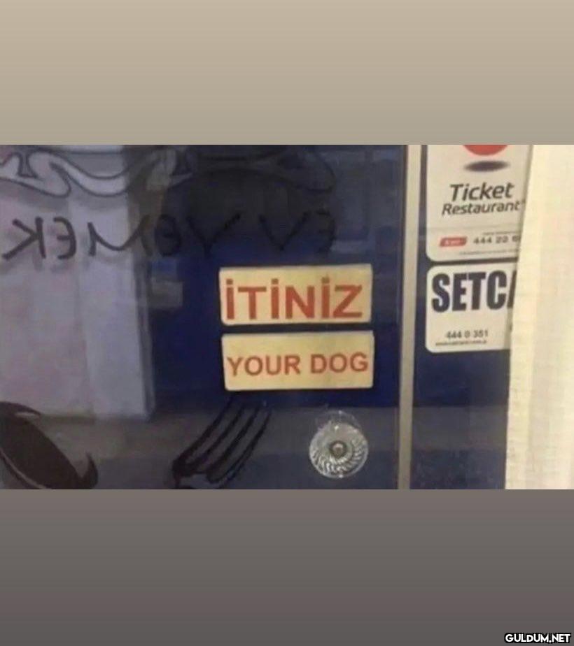 хамаа İTİNİZ YOUR DOG...