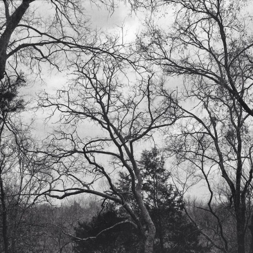 Winter trees: a frame from the newly roll of 120 film. Ilford FP4 Plus. #tree #branches #landscapeph