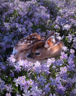 sixpenceee:A fawn resting in a field of flowers.