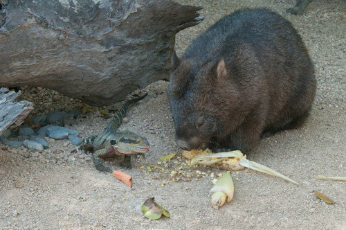 Wombat having lunch with a friend (by edrabbit)