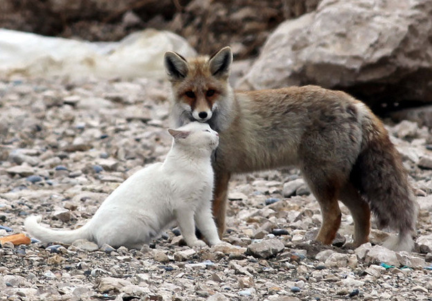 wonderous-world:  A wild cat and a fox isn’t the usual pair of best friends but