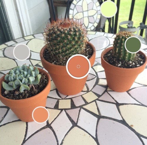 masonaf: love my small flock of succulents