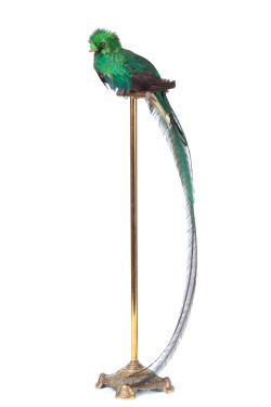 heycalacademy:  Resplendent quetzal (Pharomachrus