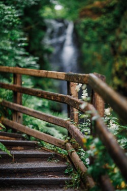 meolog:forest walk