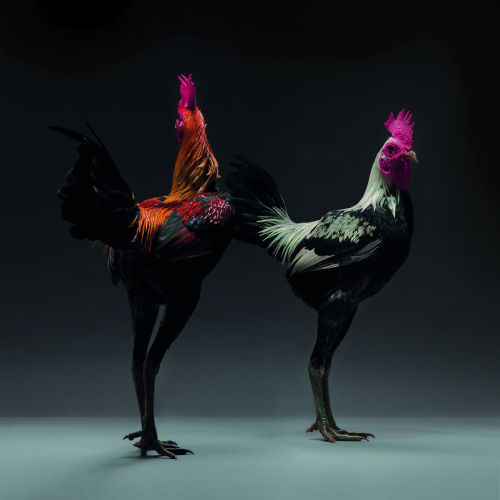 boredpanda: We Photographed Hundreds Of The Most Beautiful Chickens, And Just Look At Them!