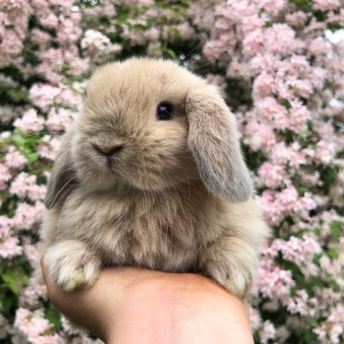Porn bunniesarethebest: ♡  -batb  photos