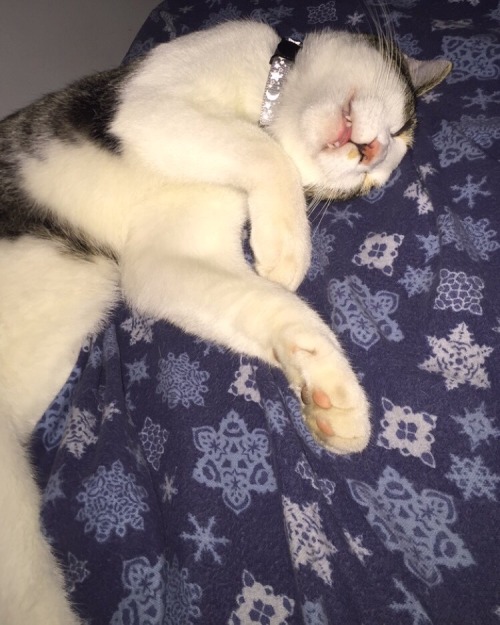 This is Oliver. He looks dead when he sleeps.(submitted by @given-up-on-y0u)