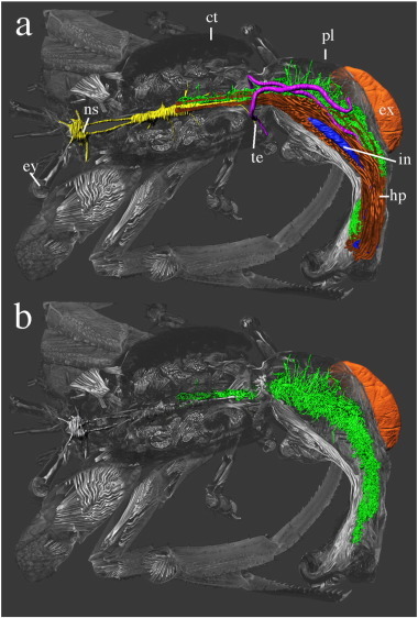 The same data but with another layer shown, revealing the host animal surrounding the rhizocephalan roots - and it's a hermit crab! The horseshoe shape of the parasite is because it's crammed into the crooked abdomen of the host.