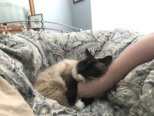 catsuggest: Morning cat cuddles.