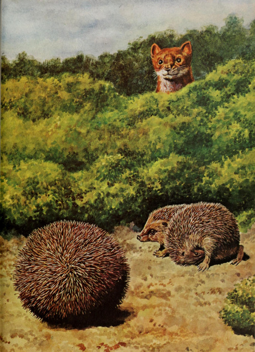 Antiqueanimals:  From The Golden Book Of Animal Habits, Published In 1965 And Written