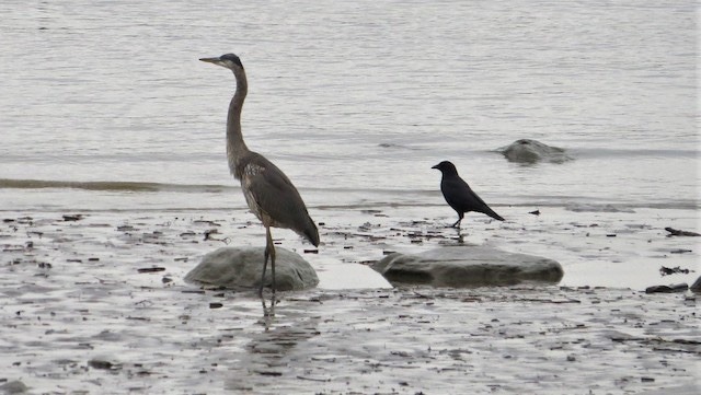 buggybird:todaysbird:  i really like when crows just insert themselves into a group