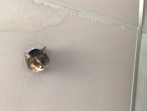 tastefullyoffensive:  Ceiling Cat watches over us. (via CampbellxEmma)