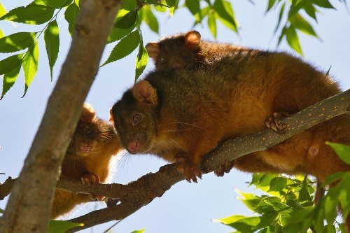 Common ringtail possum (Pseudocheirus peregrinus)The common ringtail possum is an Australian marsupi