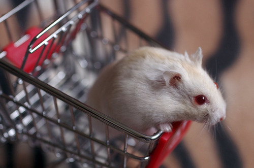 kittendrumstick:Despite all my rage, I am still just a hamster in a shopping cart.