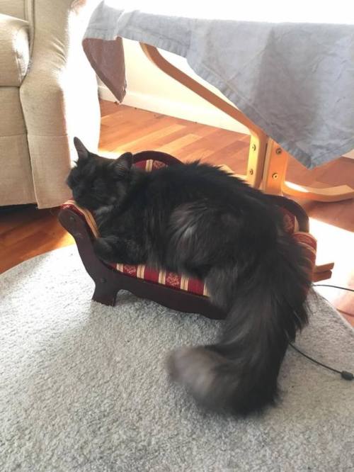 catsbeaversandducks: “I found this tiny lounge sofa and just HAD to buy it for my cat. I bough