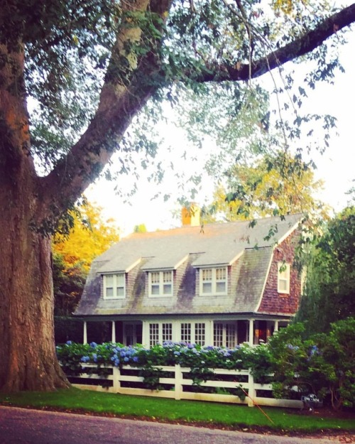 Hydrangeas on Huntting #easthampton #cedarshake #tradisrad #hydrangea (at East Hampton Village Distr