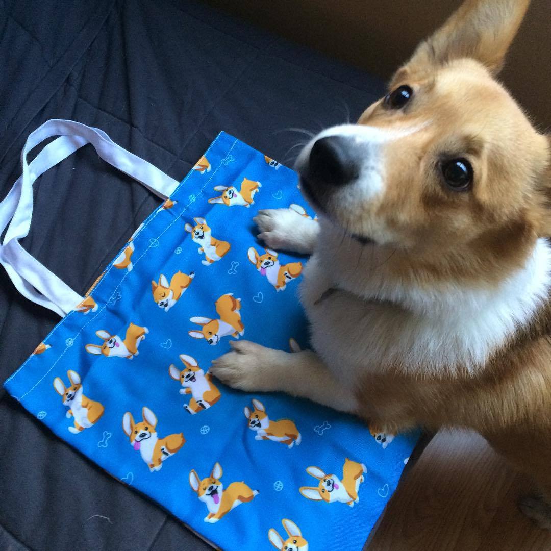 squidbrainsdesign:
“ My corgi tote bags just arrived! Banjo investigated them for treats already 😂 I will have these up in my etsy shop tomorrow for sale! The corgi paintings are based off of Banjo here! Limited run of 10 bags. #corgiaddict #corgiart...