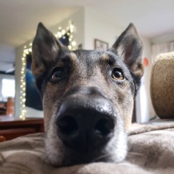 6woofs:  muttdogs:  He wants cashews.  I wants to boop.