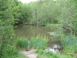 morigrrl:  Yellow iris by pond 