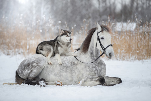 Friendship Between a Horse And a Malamute captured by Svetlana Pisareva 