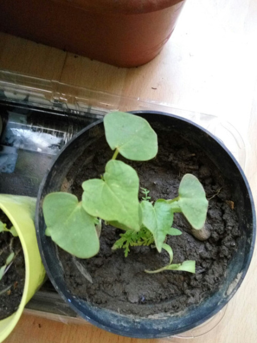 20/Aug/2016Can you help me identify the plant on the 1st row? Grandpa’s sister gave it to me, she sa