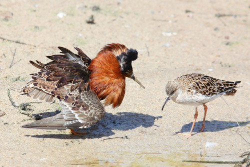 Ruff (Calidris pugnax) >>by Nick Stacey