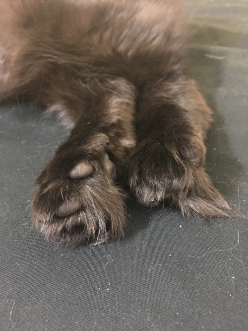 My cat has more hair between her toes than hair on her eyebrows