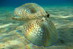 ichthyologist:  Flying Gurnard (Dactylopterus volitans) When alarmed, the flying gurnard spreads its large pectoral fins in order to frighten off predators. Despite its name, the fish cannot glide out of water.  Beckmannjan on Wikimedia Commons