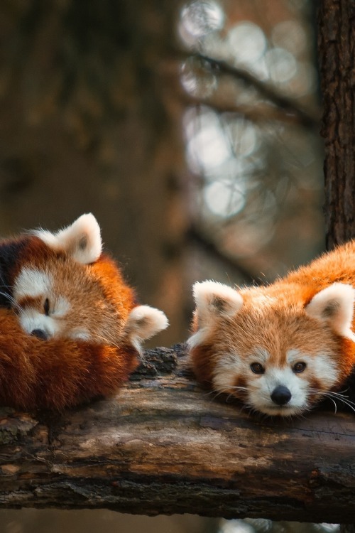 hugging-wildness: Nap Time | Troels Kinthof #merry christmas weeds