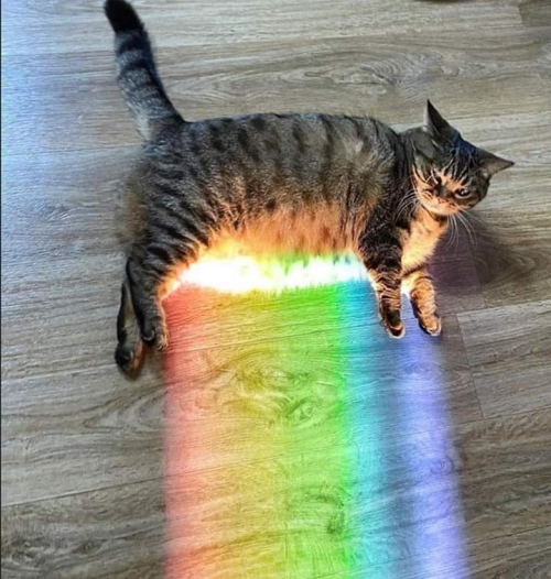 kittygallore:This rainbow cat