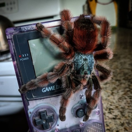 #caribenaversicolor #tarantulasofinstagram #antillespinktoe #pets #arachnids https://www.instagram.c