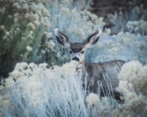 Shy lil Bambi at the Grand #keepwildlifewild #findyourdistance #findyourpark (at Grand Canyon Nation